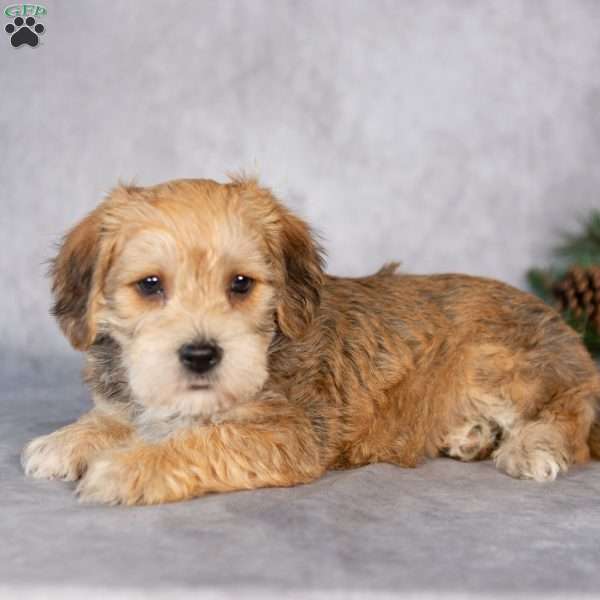 Fletcher, Yorkie-Chon Puppy